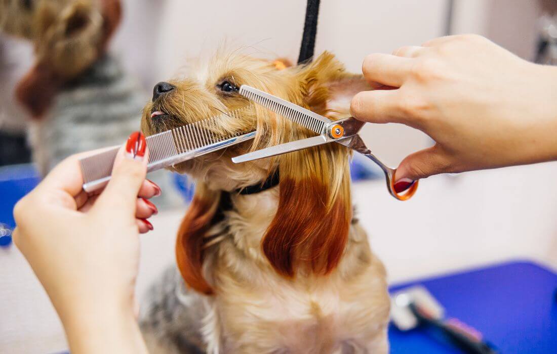 Grooming a dog