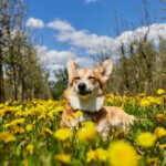 Happy dog playing safely outdoors in field with wildflowers during spring