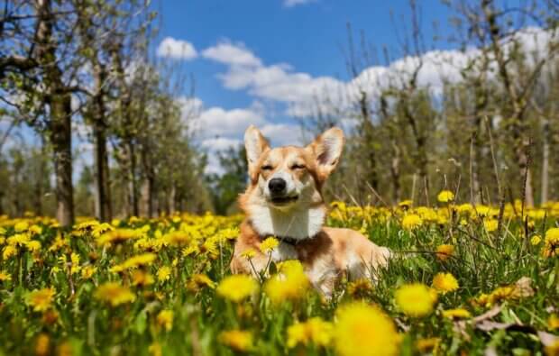 Happy dog playing safely outdoors in field with wildflowers during spring
