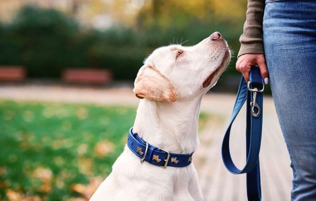 Person's Hand Holding the Leash of a Pet Dog