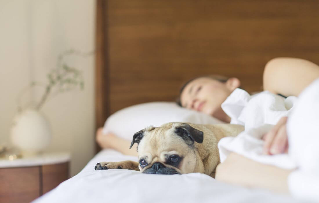 Pug Sleeping Beside Woman on Bed