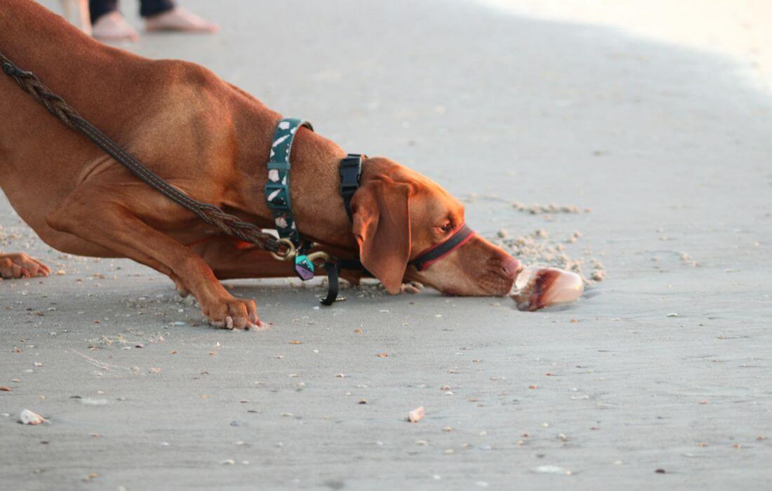 dog at crescent beach