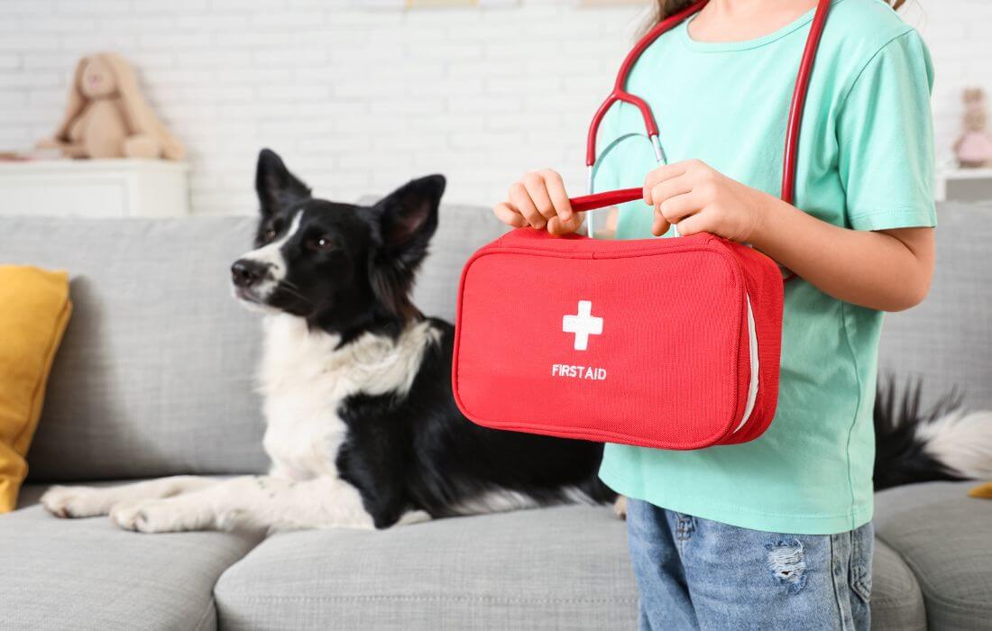 Illustrated step-by-step guide for dog bee sting first aid treatment