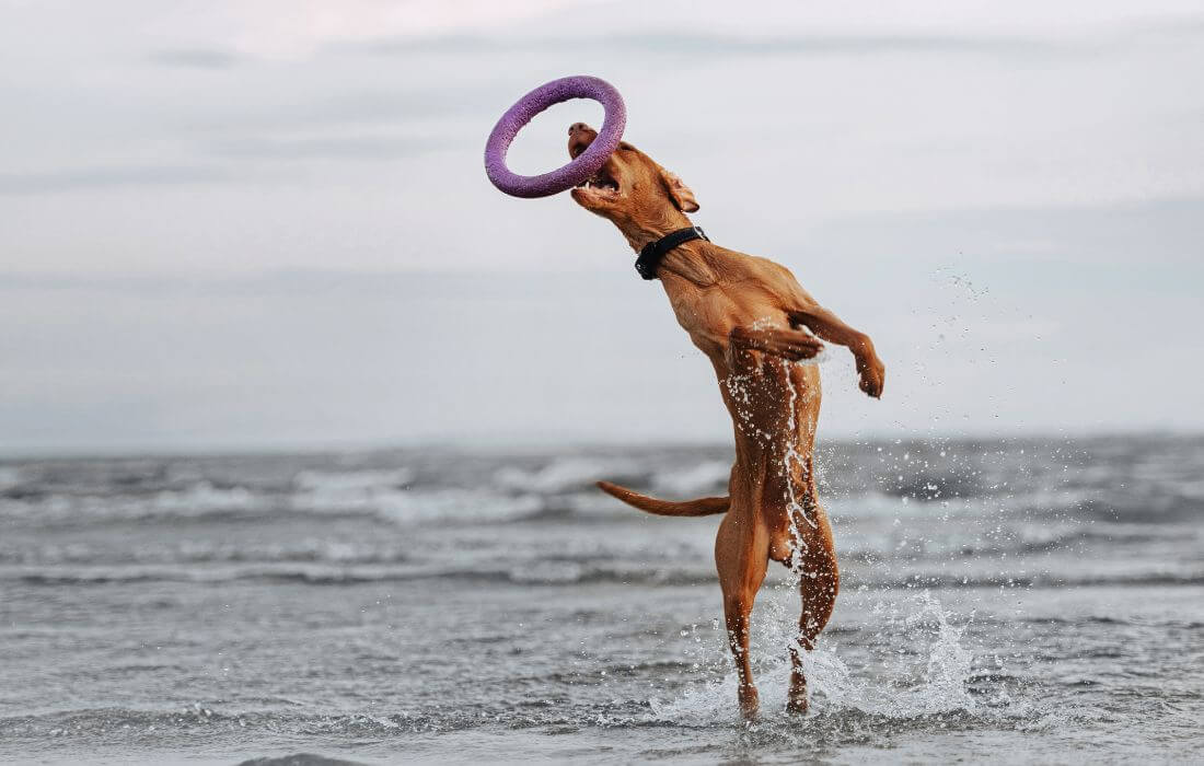 dog floating fetch toy