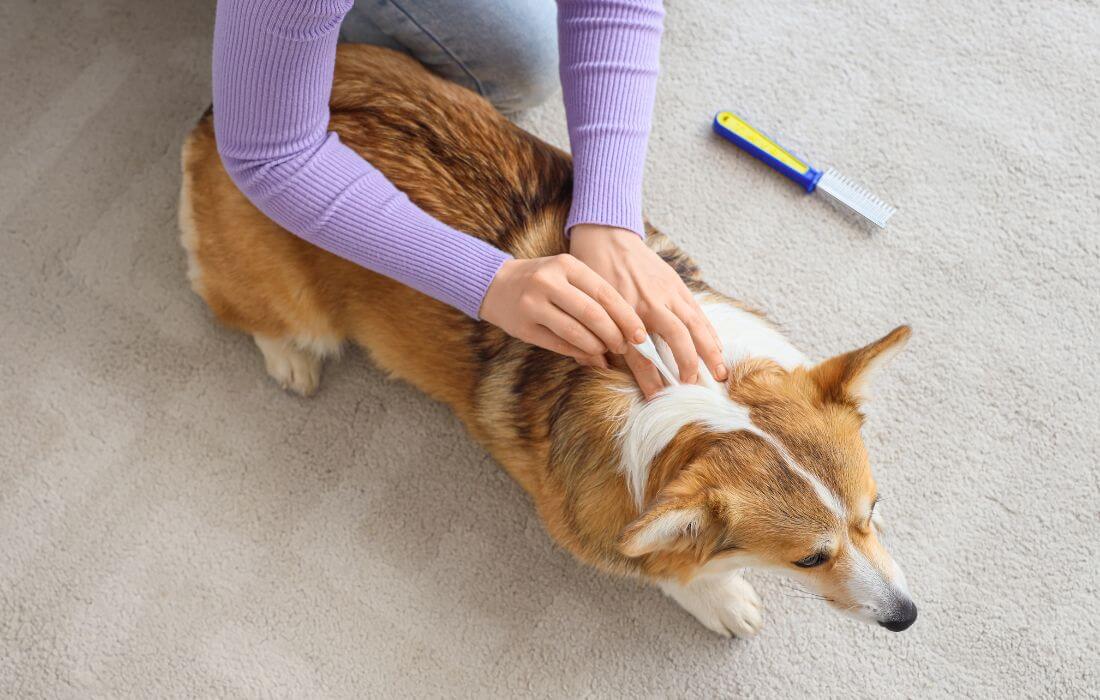 dog owner applying flea prevention