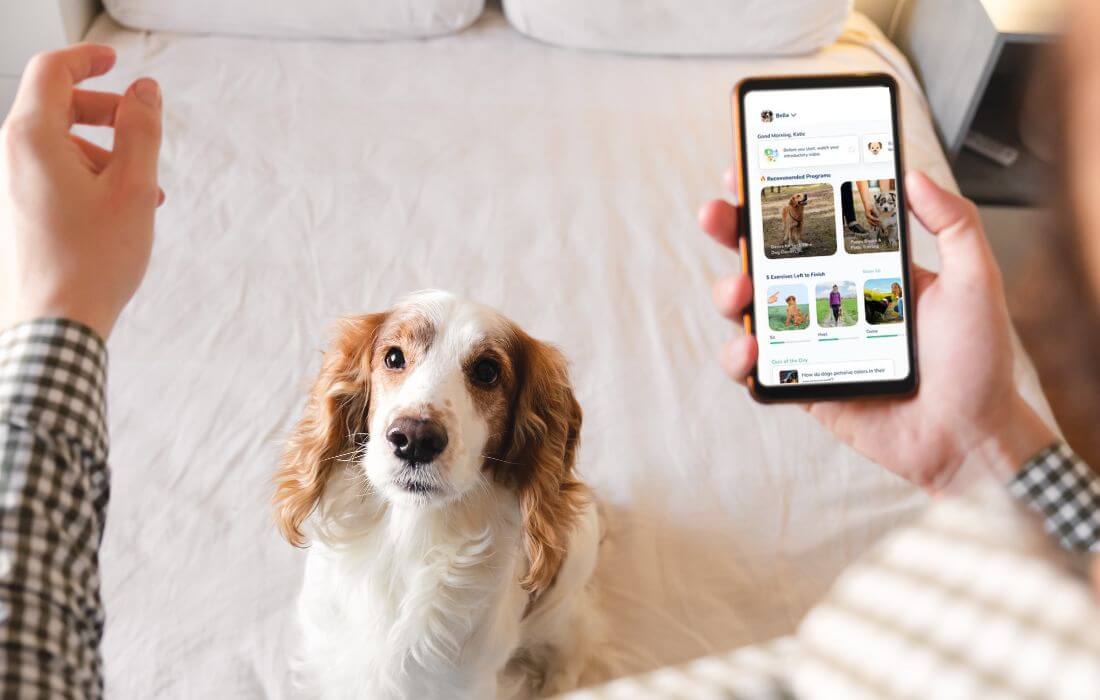 dog training with smartphone