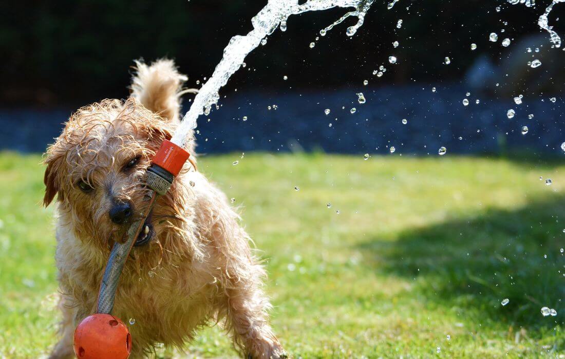 dog playing with sprinkler