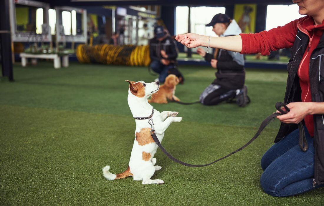 trainer practicing the Stand command