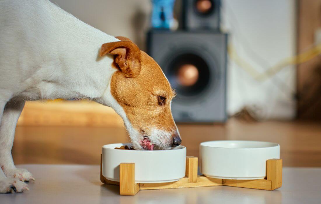 Dog Eating Food From Bowl Indoors