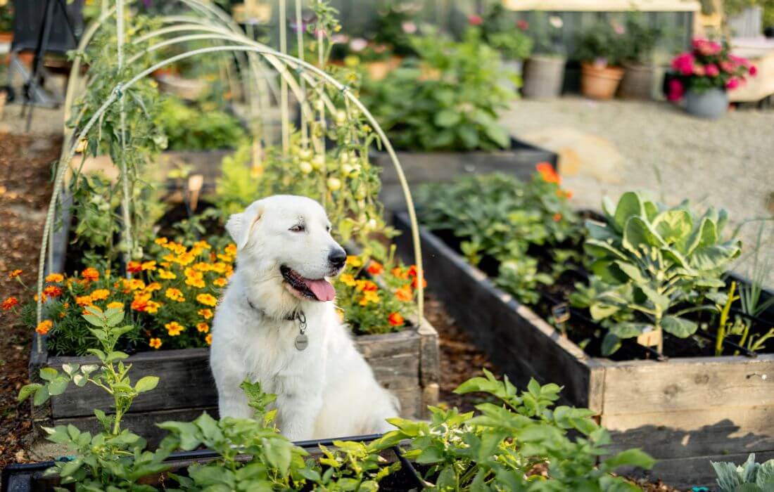 Dog Sitting in Garden Among Flowers