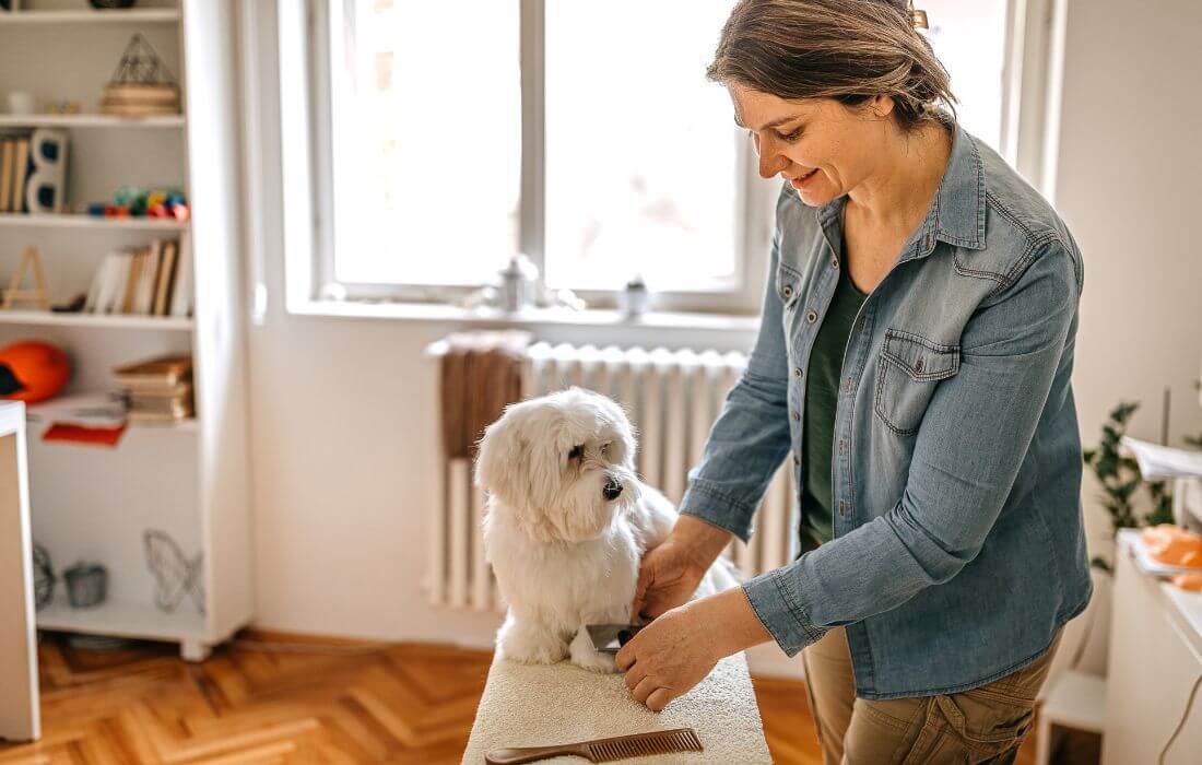 Dog Grooming Session with Scissors