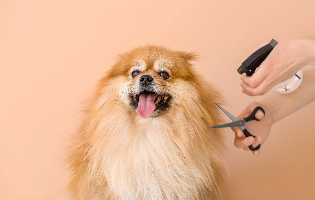 Groomer Taking Care of Dog