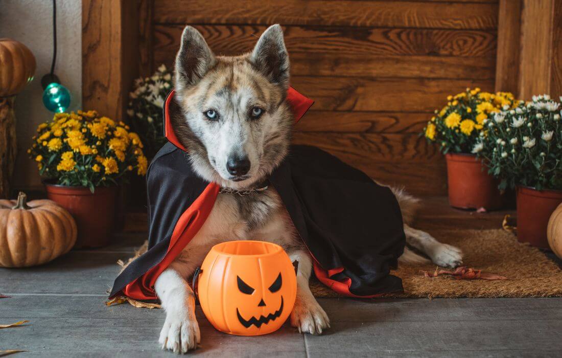 Halloween vampire dog