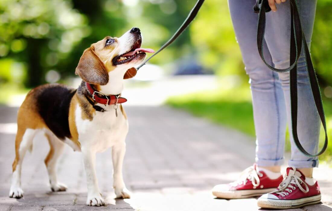 Obedient Beagle Dog with His Owner