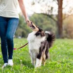 Woman Walking with Her Dog on a loose Leash