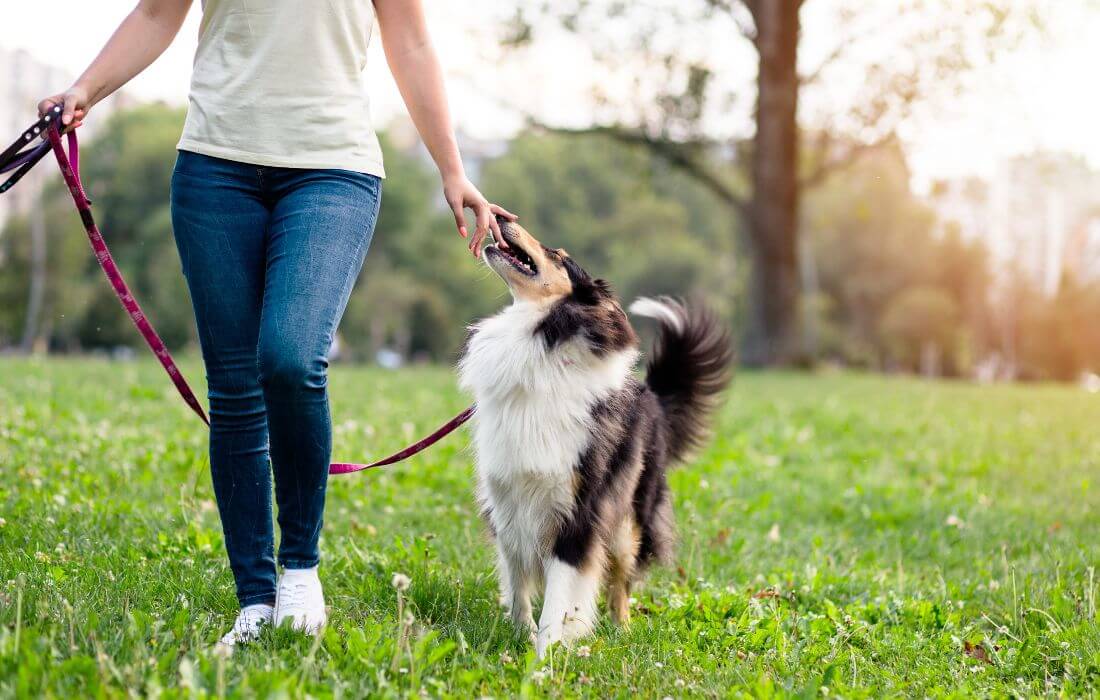 Woman Walking with Her Dog on a loose Leash