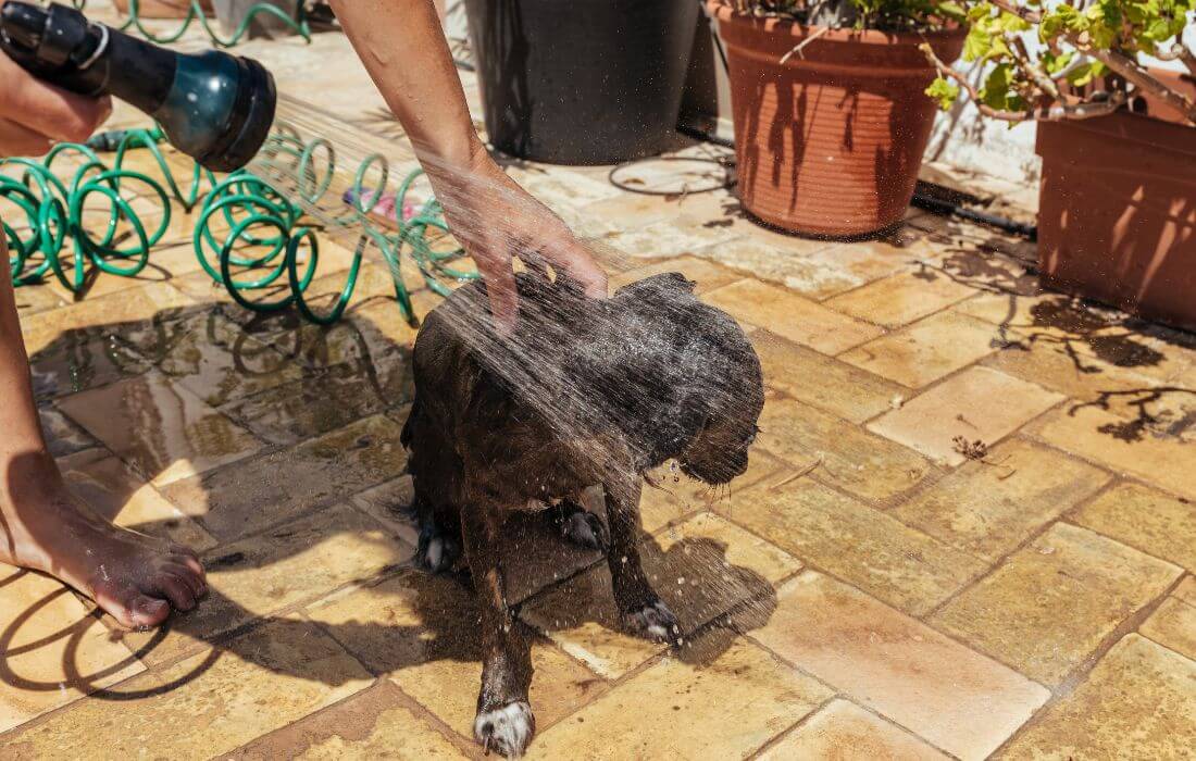 Woman Washes the Dog with Water from Hose