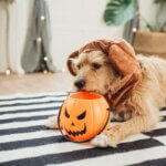 dog scostumed for halloween season