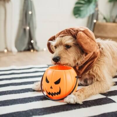 dog scostumed for halloween season