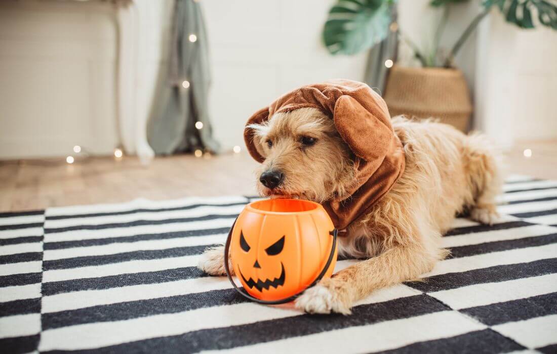 dog scostumed for halloween season