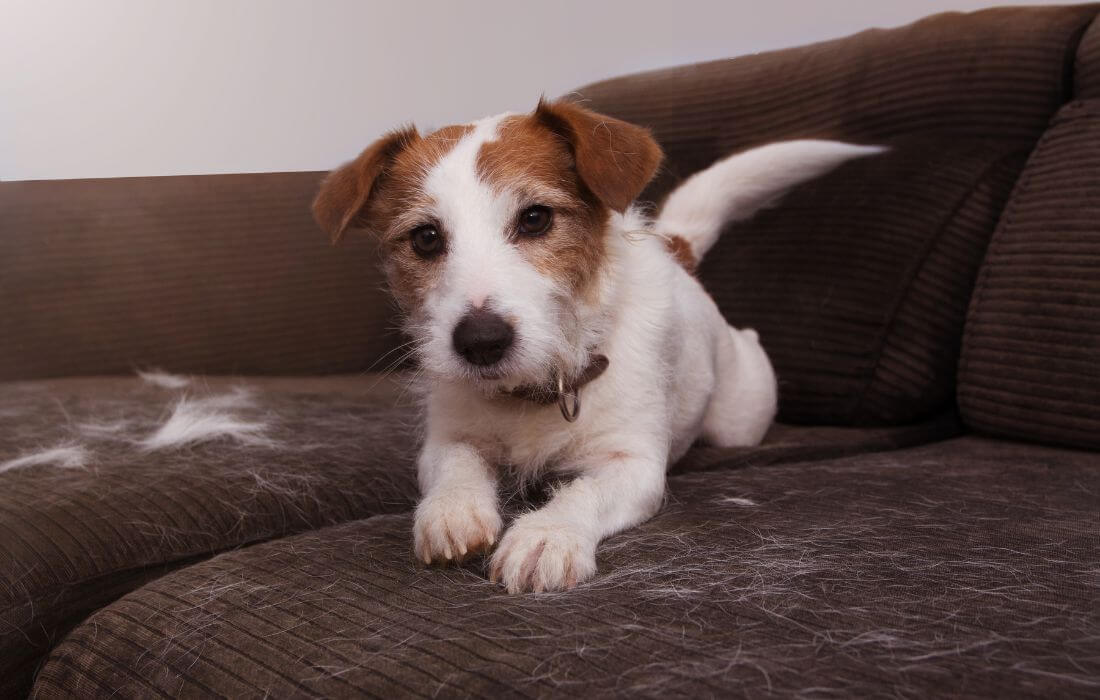 CLOSE-UP FURRY JACK RUSSELL DOG, SHEDDING HAIR