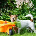 friendly dog at backyard garden with children's toy tools