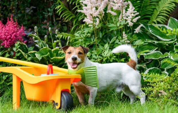 friendly dog at backyard garden with children's toy tools