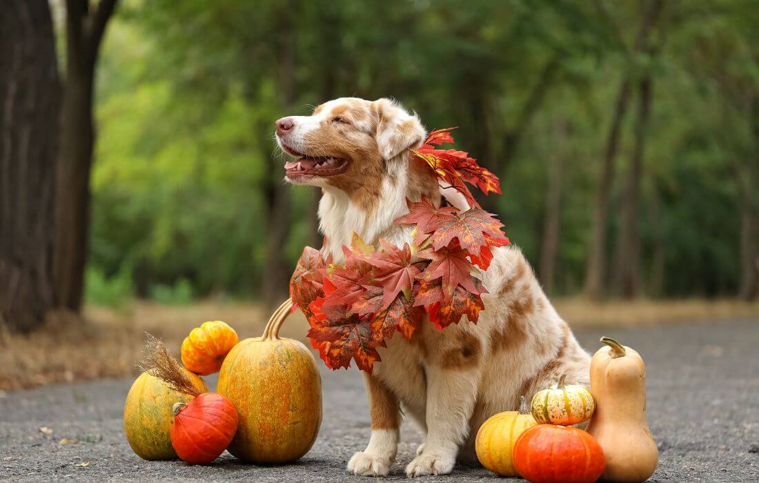 Cute Australian Shepherd Dog with Autumn Leaves and Pumpkins for Thanksgiving Day Outdoors