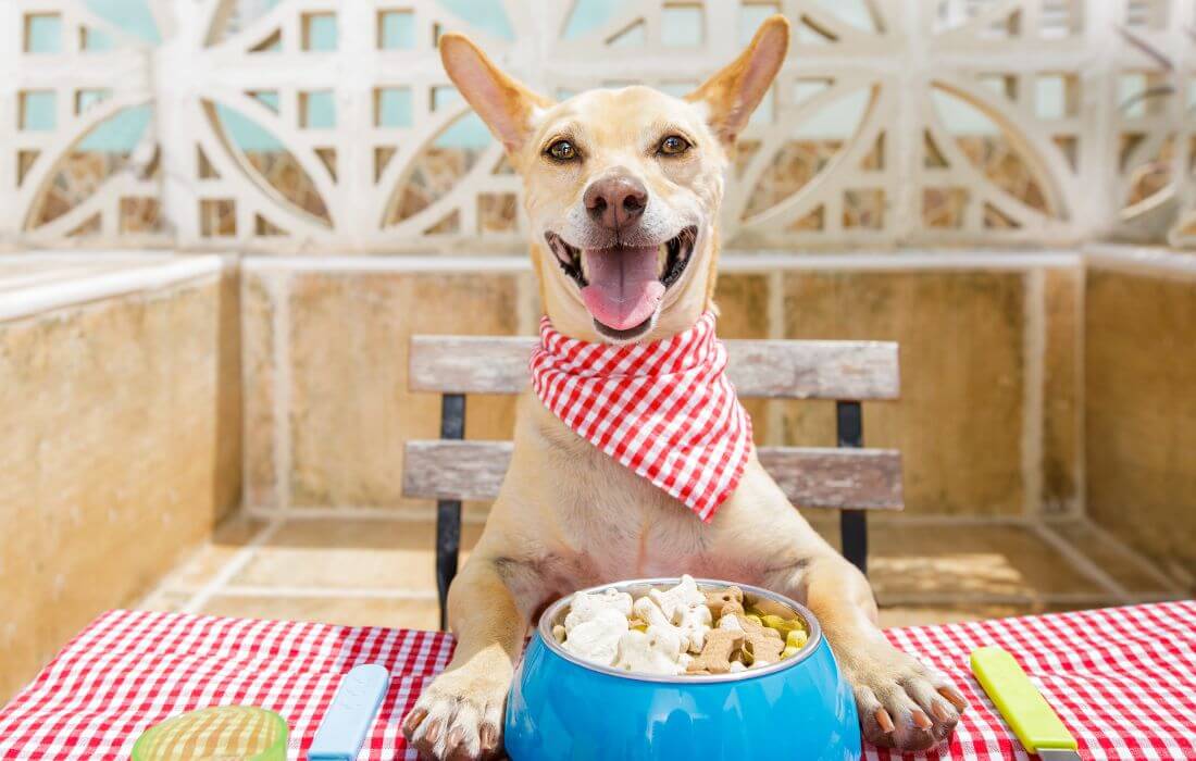 Dog Eating a the Table with Food Bowl
