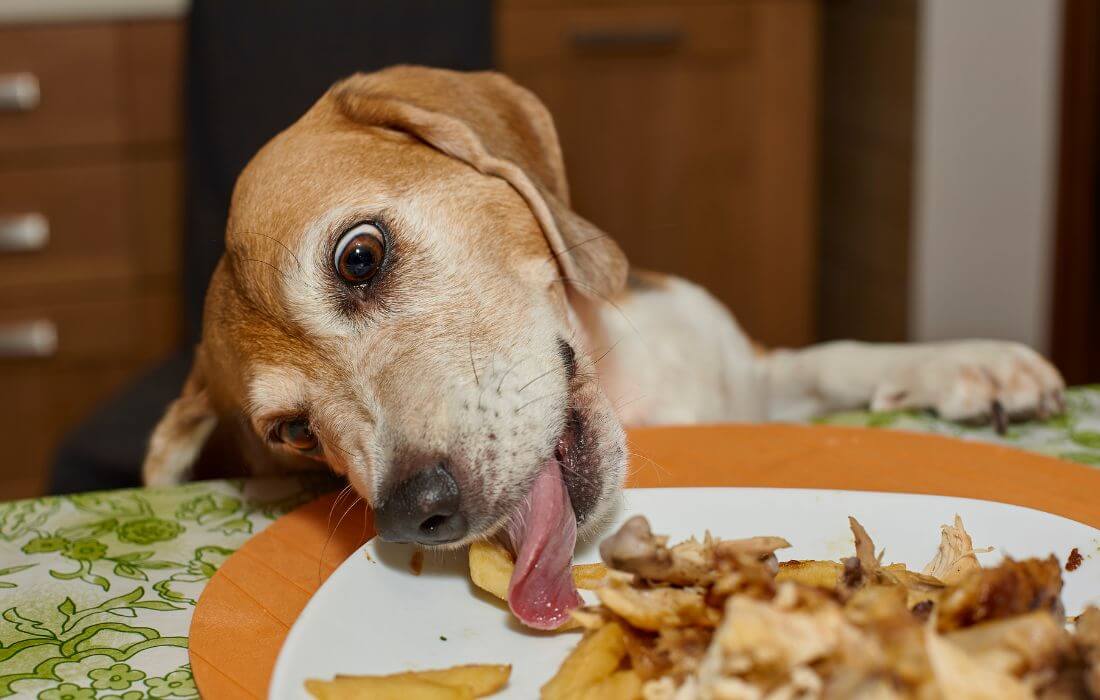 dog eating scrape food on table