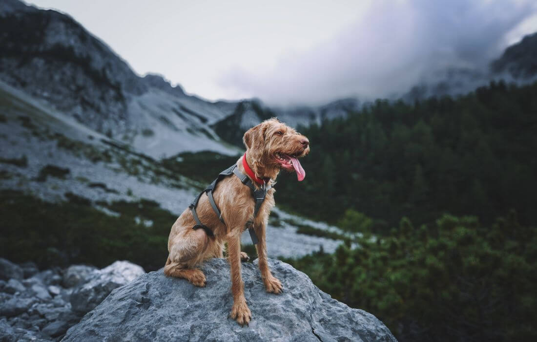 Scruffy dog in mountain
